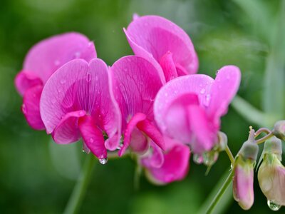 Growing sweet peas