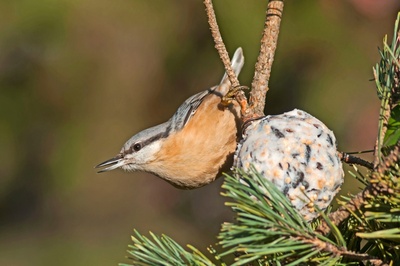 How to keep garden birds fed in the cooler months