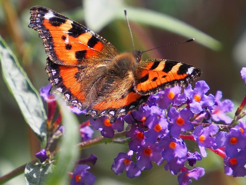 Plant Focus: Buddleja - Ardcarne Garden Centre 