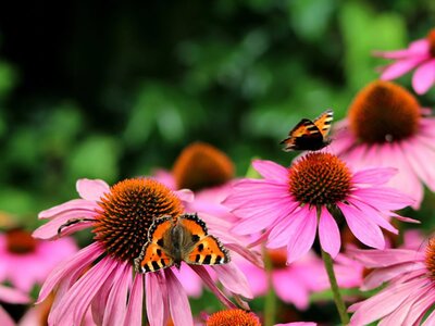 Echinacea with butterflies - Image by Sonja Kalee from Pixabay