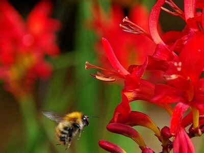 Crocosmia Lucifer - Image by Walter Frehner from Pixabay