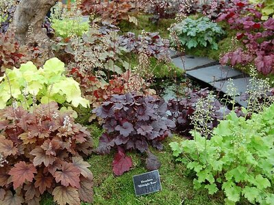 Plant Focus: Heuchera