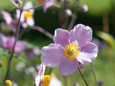 Plant Focus: Japanese Anemone