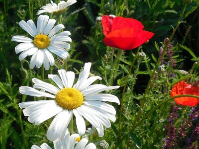 Leucanthemum with poppies - Image by succo from Pixabay