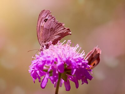 Plant Focus: Scabious