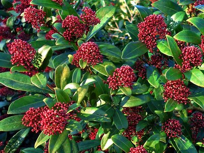 Plant Focus: Skimmia