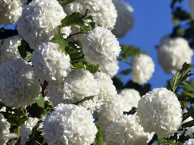 Plant Focus: Viburnum