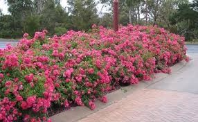 Rose Flower Carpet Pink Supreme - Ardcarne Garden Centre ...