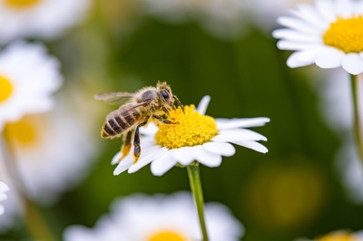 Why pollinators are so important