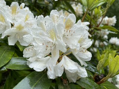 Clew Bay Garden  Trail - Drimbawn Garden