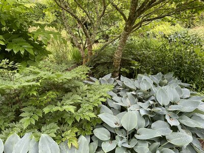 Clew Bay Garden  Trail - Drimbawn Garden