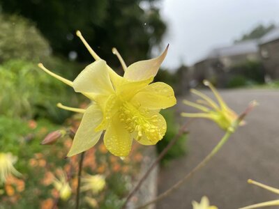 Clew Bay Garden  Trail - Drimbawn Garden