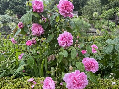 Clew Bay Garden  Trail - Drimbawn Garden