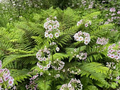 Clew Bay Garden  Trail - Drimbawn Garden