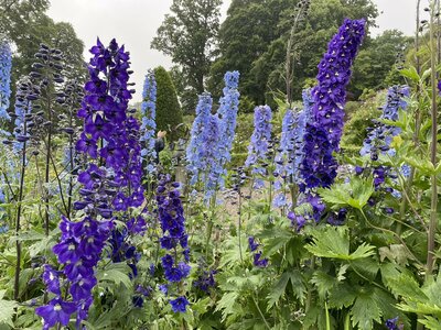 Clew Bay Garden  Trail - Drimbawn Garden