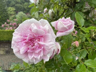 Clew Bay Garden  Trail - Drimbawn Garden