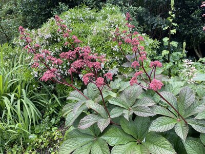 Clew Bay Garden  Trail - Drimbawn Garden