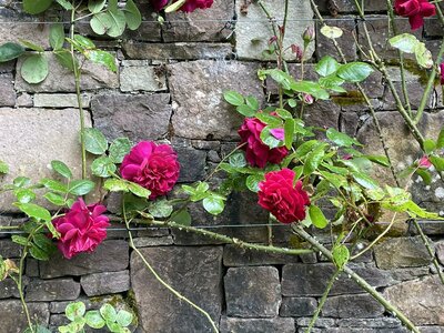 Clew Bay Garden  Trail - Drimbawn Garden