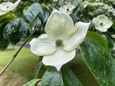 Clew Bay Garden  Trail - Drimbawn Garden