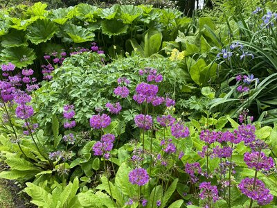 Clew Bay Garden  Trail - Drimbawn Garden