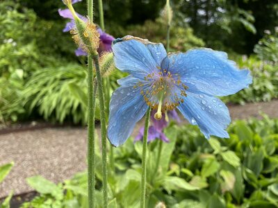 Clew Bay Garden  Trail - Drimbawn Garden