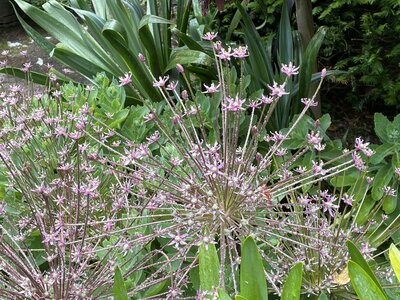 Clew Bay Garden  Trail - Drimbawn Garden