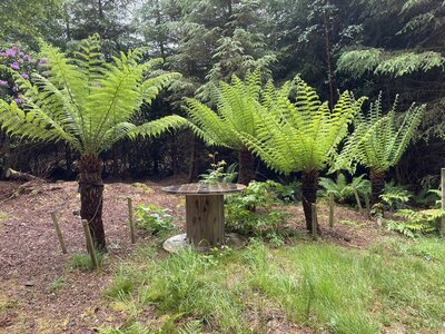 Clew Bay Garden  Trail - Drimbawn Garden