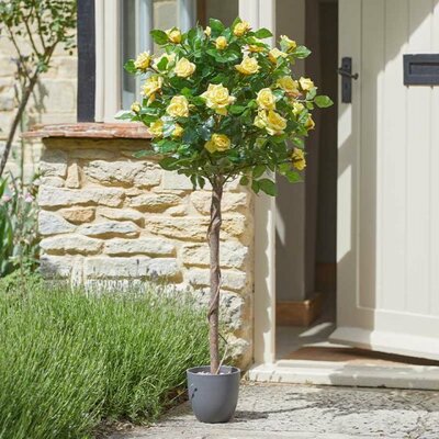 Regent's Roses - Sunshine Yellow (120cm)