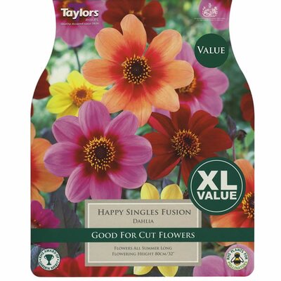 2 Dahlia Happy Singles Fusion -Image courtesy of Taylors Bulbs