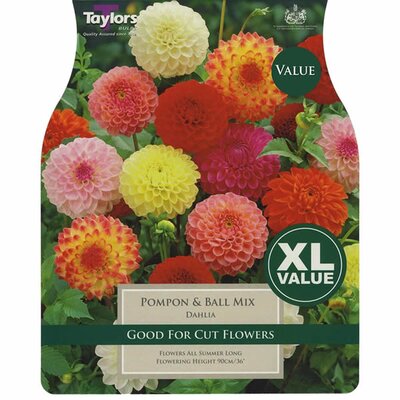 3 Dahlia Pompon and Ball -Image courtesy of Taylors Bulbs