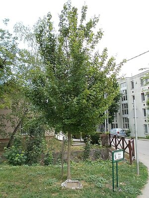 Acer Campestre 'Elsrijk' - Photo by Globetrotter19 (CC BY-SA 3.0)