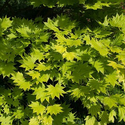 Acer Cappadocicum 'Aureum' - Photo by Dinkum (CC BY-SA 3.0)