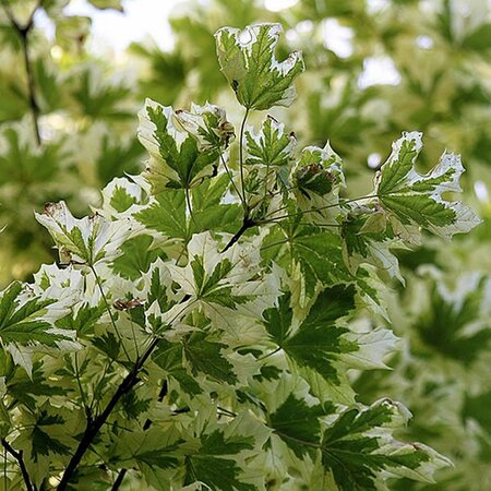 Acer Drummondii - Photo by Гурьева Светлана (CC BY-SA 4.0)