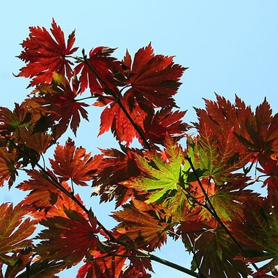 Acer palmatum aconitifolium - Photo by Jean-Pol GRANDMONT (CC BY-SA 3.0)