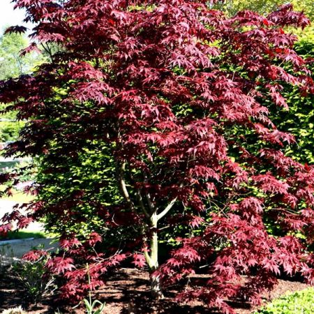 Acer Palmatum "Bloodgood" - Image by F. D. Richards (CC BY-SA 4.0)