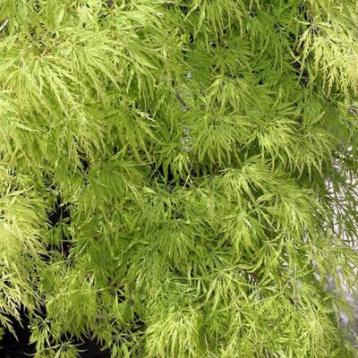 Acer 'Virides' - Photo by David J. Stang (CC BY-SA 4.0)