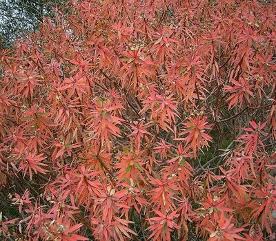 Acer palmatum 'Jerre Schwartz' - Photo by Frank Vincentz (GFDL)