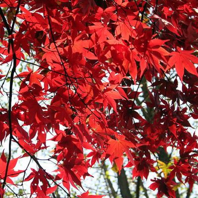 Acer palmatum 'Osakasukii' - Photo by Jean-Pol GRANDMONT (CC BY-SA 3.0)