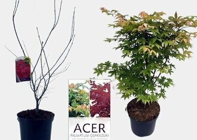 Acer palmatum 'Osakazuki' - Image courtesy of Pannebakker