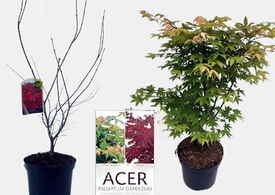 Acer palmatum 'Osakazuki'  (20L pot)