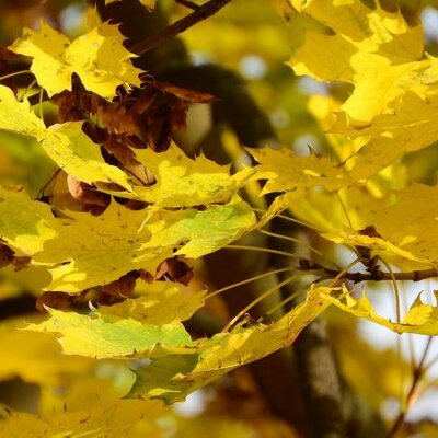 Acer platanoides 'Princeton Gold' (10L pot)