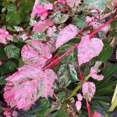 Acer 'Red Flamingo' (10L pot)