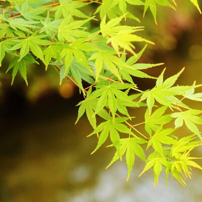 Acer 'Jordan' - Image by ainianan from Pixabay 