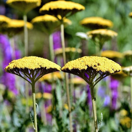 Achillea Cloth of Gold - Image by Ralphs_Fotos from Pixabay 