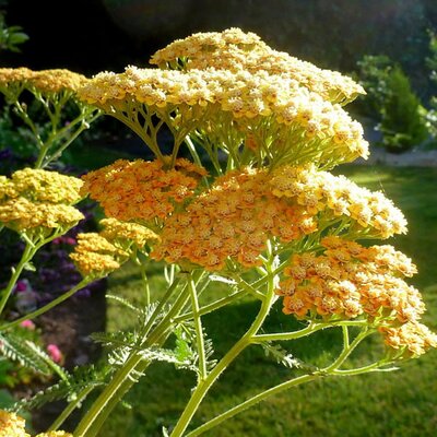 Achillea 'Terracotta'