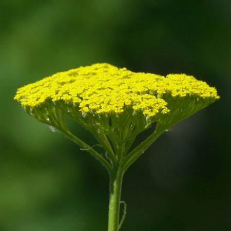 Achillea 'Moonshine' - Image by Hans Braxmeier from Pixabay 