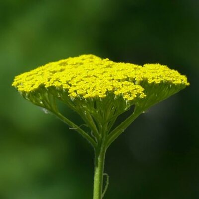 Achillea 'Moonshine' - Image by Hans Braxmeier from Pixabay 