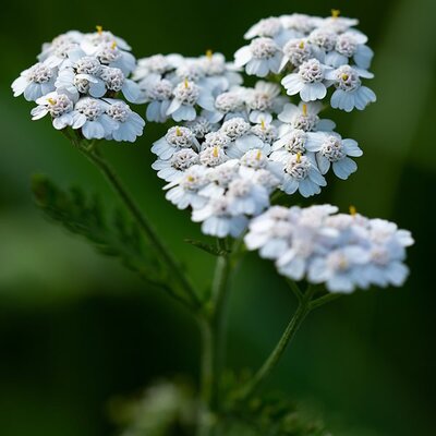Achillea 'New Vintage White'