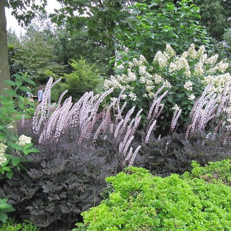 Actaea 'Brunette' - Photo by Leonora (Ellie) Enking (CC BY-SA 2.0)