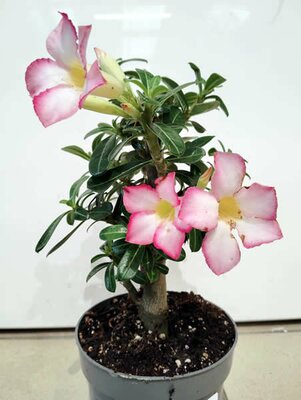 Adenium obesum pink - Photo taken at Ardcarne Garden Centre